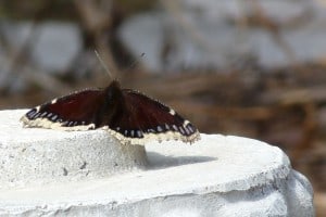 Mourning Cloak - Maple Cr. - Apr. 2014 - Drew Monkman