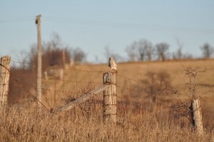 Northern Harrier April 20 2015 Nima Taghaboni