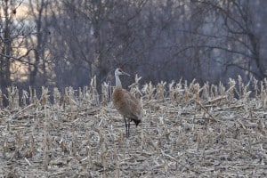 Sandhill Crane - Apr. 7, 2015 Nima Taghaboni