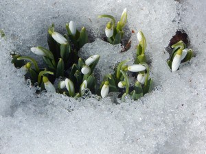 Snowdrops - Bill Snowden