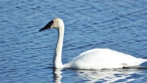 Trumpeter Swan - Fife's Bay April 12 15 Nancy Cafik