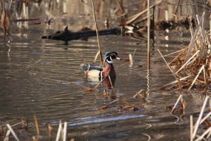 Wood Duck - Jeff Keller 