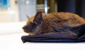 Big Brown Bat - Wikimedia 