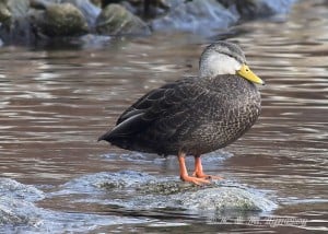 American Black Duck - Karl Egressy 