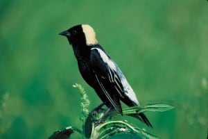 Bobolink - Wikimedia 