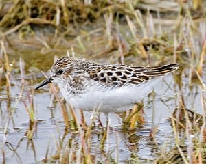 Least Sandpiper - Wikimedia