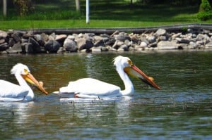 American White Pelicans -  Emma Northey - May 23, 2015 - Sturgeon L.