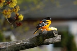 Baltimore Oriole - Jeff Keller