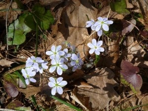 Hepatica - Drew Monkman 