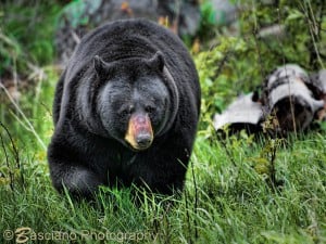 Black Bear - Ernie Basciano - Minden - May 2015