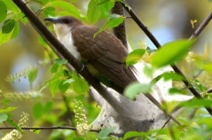 Black-billed Cuckoo - Wikimedia