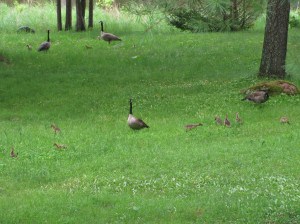 Canada Geese families grazing - Peter Armstrong