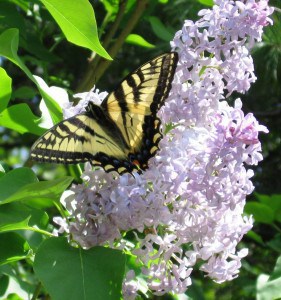 Canadian Swallowtail - Stephenie Armstrong