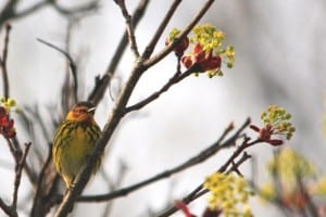 Cape May Warbler - Jeff Keller - May 5, 2015 