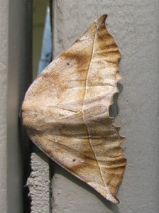 Curved-toothed  Geometer - May 6, 2015 - Warsaw - Peter Armstrong