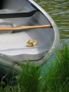 Gosling in boat - Peter Armstrong 