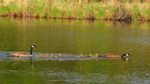 Gosling back with its family - Stephenie Armstrong