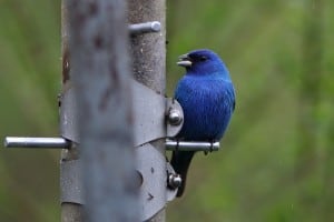 Male Indigo Bunting at feeder - Greg Piasetzki  