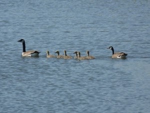 Canada Geese with goslings  - D. Monkman 