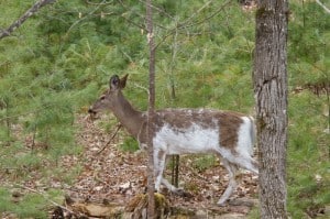 Leucistic White-tailed Deer - Peterborough Crown Game Preserve - May 2015 via Terry Carpenter