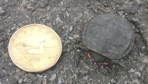 Painted Turtle hatchling - Wikimedia 