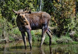 Moose - Ernie Basciano - Algonquin Park - May 2015