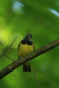 Mourning Warbler - Wikimedia