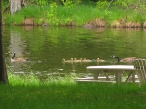 Reconfigurated family - now with six goslings! - Stephenie Armstrong 