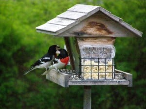 Rose-breasted Grosbeaks at feeder - Drew Monkman - May 2007 