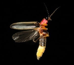 Photinus pyralis - a common firefly - Art Farmer