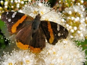 Red Admiral - Margot Hughes  