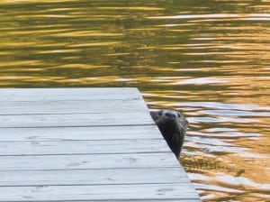 River Otter - Stephenie Armstrong 