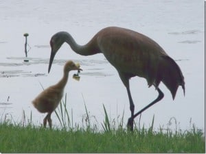 Sandhill Crane with chick - Barb Evett - Buckhorn 