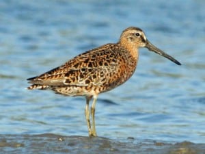 Short-billed Dowitcher - Wikimedia 