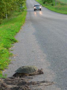 Snapping Turtle on roadside (Danielle Tassie - 2008)