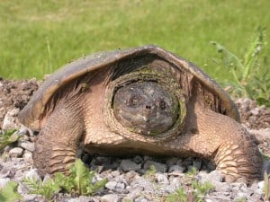 Snapping Turtle - Rick Stankiewicz (2007)