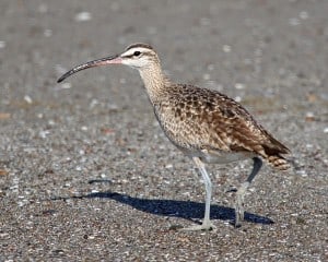 Whimbrel - Wikimedia