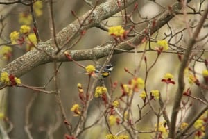 Yellow-rumped Warbler - Jeff Keller -  