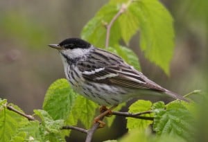 Blackpoll Warbler - Wikimedia