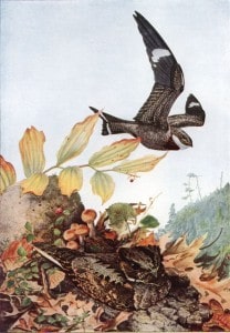 Whip-poor-will (on ground) and Common Nighthawk flying above - Wikimedia 