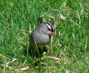 White-crowned Sparrow  - Susan Chow