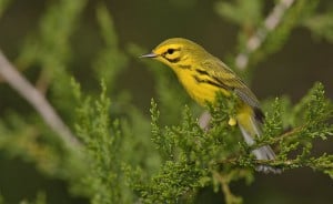 Prairie Warbler - Wikimedia 