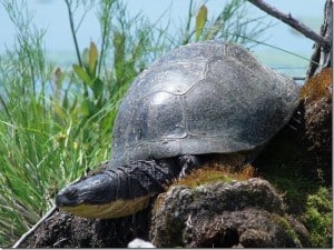 Blanding's Turtle - Barb Evett