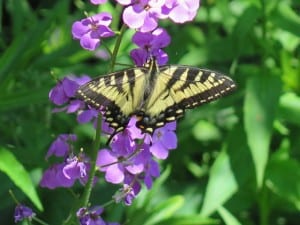 Canadian Tiger Swallowtail on Dame's Rocket bloom - Mike Barker