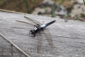 Chalk-fronted Skimmer - Drew Monkman