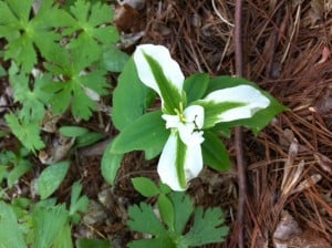  Green-striped White Trillium - Hamilton -Paula Baruch