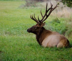 Elk - Randy Therrien 