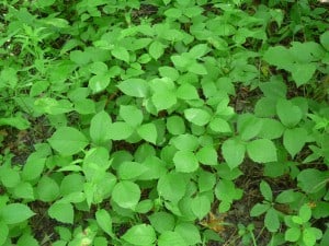 Poison Ivy (3 leaflets, shiny, droop down, often asymmetrical)  - Drew Monkman 