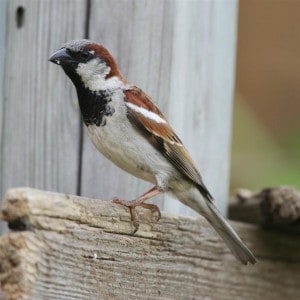 Male House Sparrow (WikiMedia)