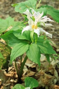 Mutant White Trillium - Selwyn Conservation Area - 2011- Robert Moos - Copy